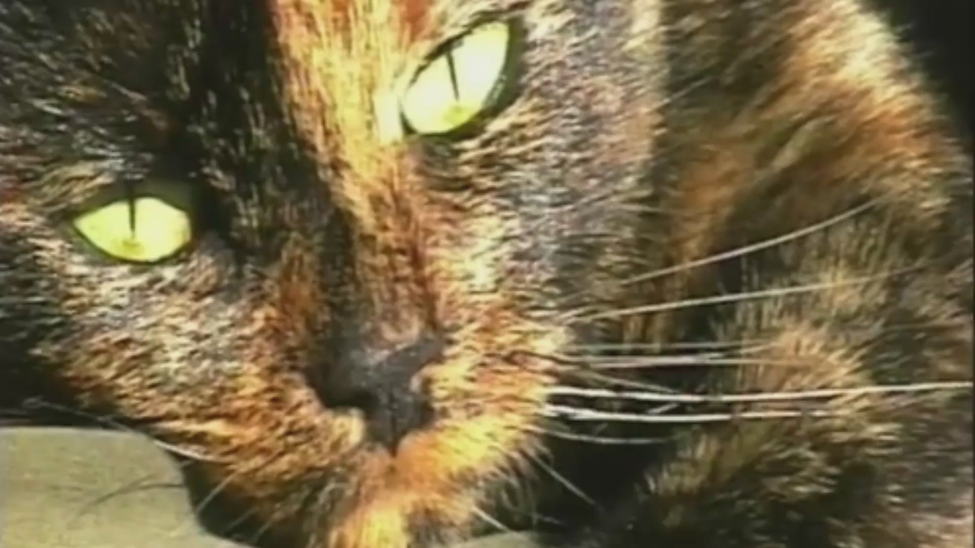 SASS GARBS - CUTE CAT VIDEO